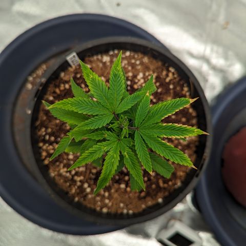 Trainwreck #1 growlog timeline photo