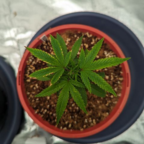 Trainwreck #2 growlog timeline photo