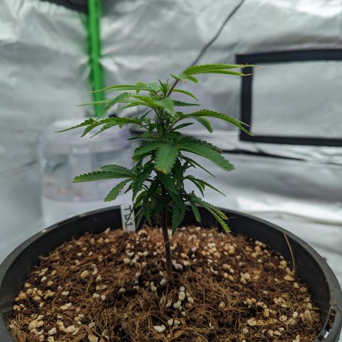 Trainwreck #1 growlog timeline photo