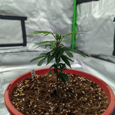 Trainwreck #2 growlog timeline photo