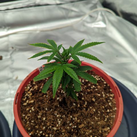Trainwreck #2 growlog timeline photo
