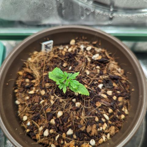 Wedding Cake #2 growlog photo: Starting to come back a bit