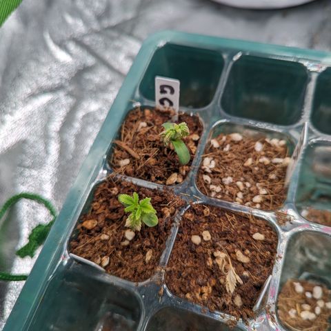 Green Crack #2 growlog timeline photo