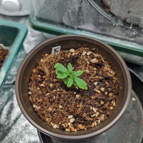 Wedding Cake #2 growlog timeline photo