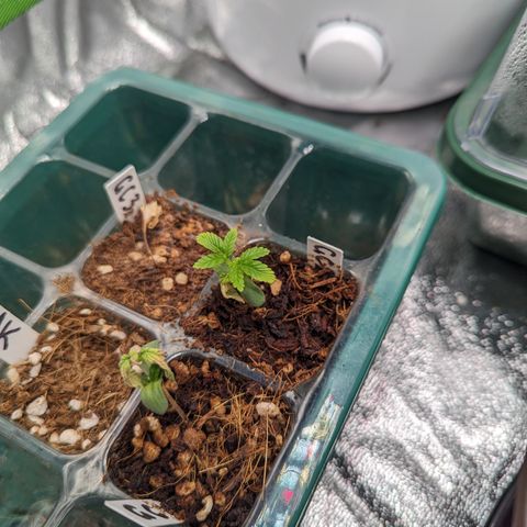 Green Crack #2 growlog timeline photo