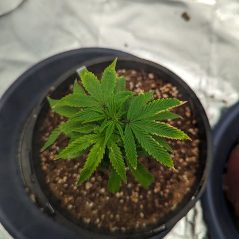Trainwreck #1 growlog timeline photo