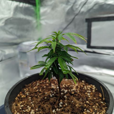 Trainwreck #1 growlog timeline photo