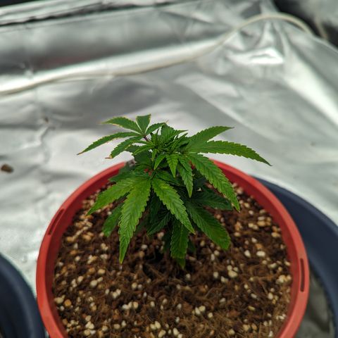 Trainwreck #2 growlog timeline photo