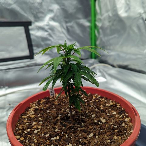 Trainwreck #2 growlog timeline photo