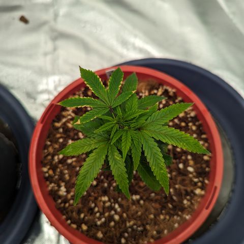 Trainwreck #2 growlog timeline photo