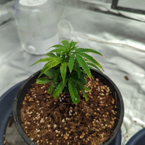 Trainwreck #1 growlog timeline photo