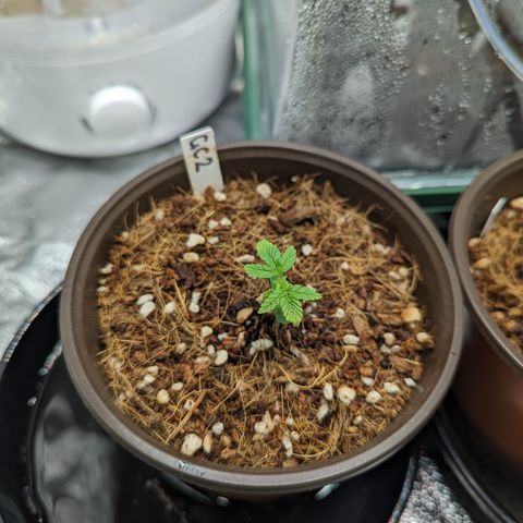 Green Crack #2 growlog timeline photo