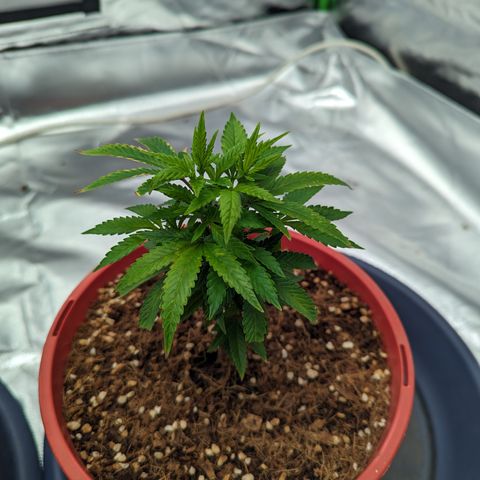 Trainwreck #2 growlog timeline photo