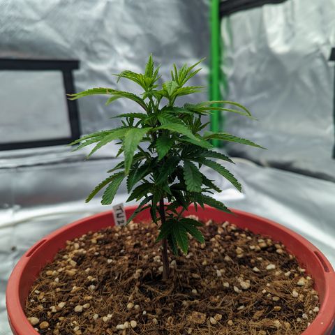 Trainwreck #2 growlog timeline photo