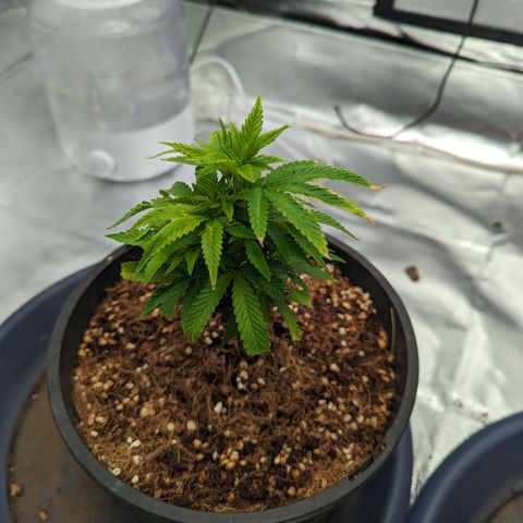 Trainwreck #1 growlog timeline photo