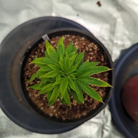 Trainwreck #1 growlog timeline photo