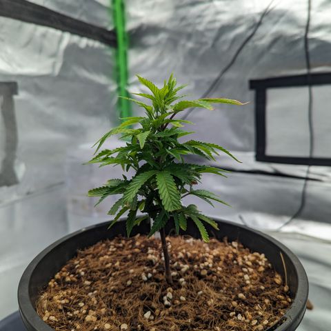 Trainwreck #1 growlog timeline photo