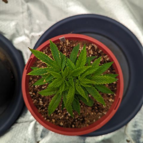 Trainwreck #2 growlog timeline photo