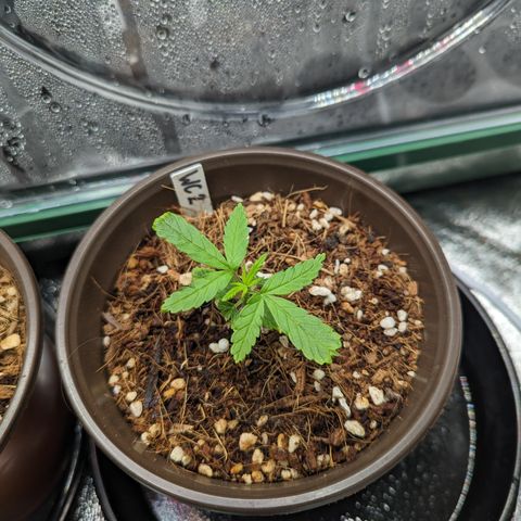Wedding Cake #2 growlog timeline photo