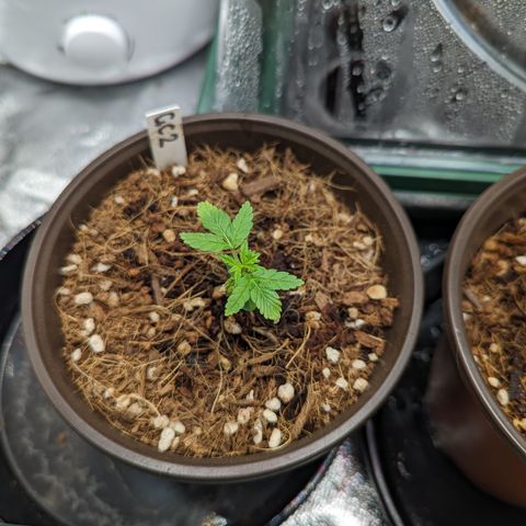 Green Crack #2 growlog timeline photo