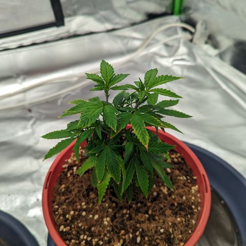 Trainwreck #2 growlog timeline photo