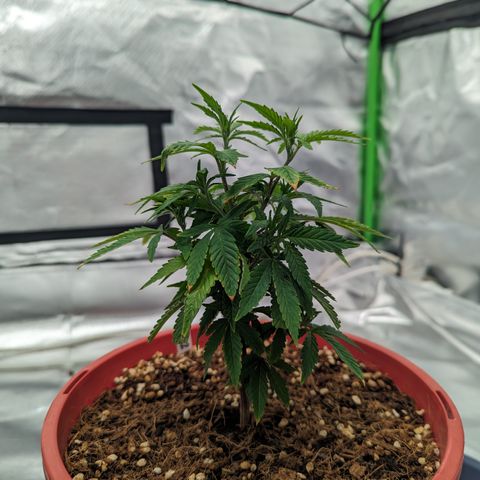 Trainwreck #2 growlog timeline photo