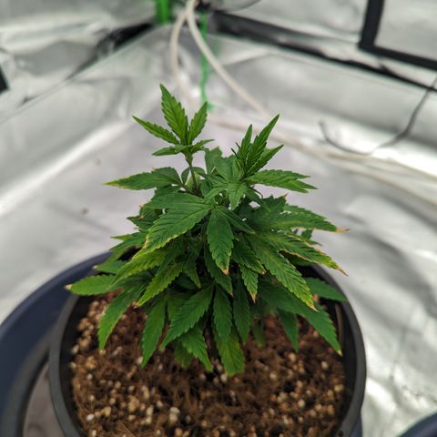 Trainwreck #1 growlog timeline photo