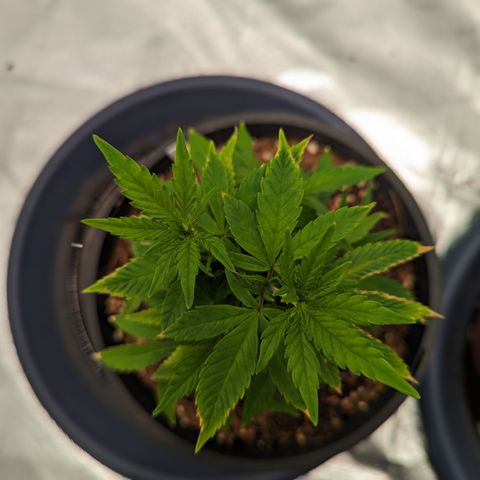 Trainwreck #1 growlog timeline photo
