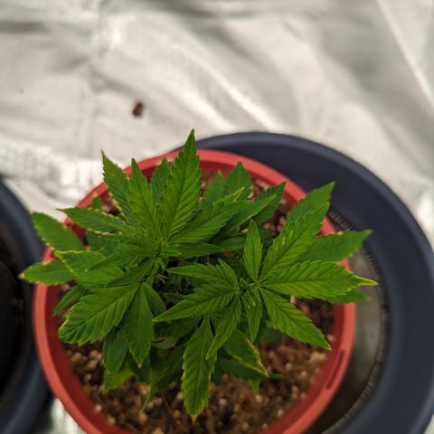 Trainwreck #2 growlog timeline photo
