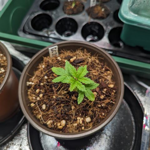 Green Crack #2 growlog timeline photo