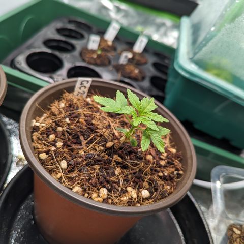 Green Crack #2 growlog timeline photo