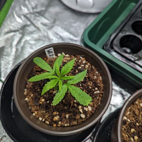 Wedding Cake #2 growlog timeline photo