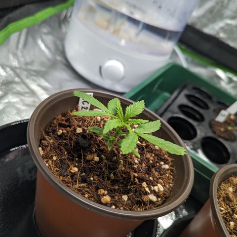 Wedding Cake #2 growlog timeline photo