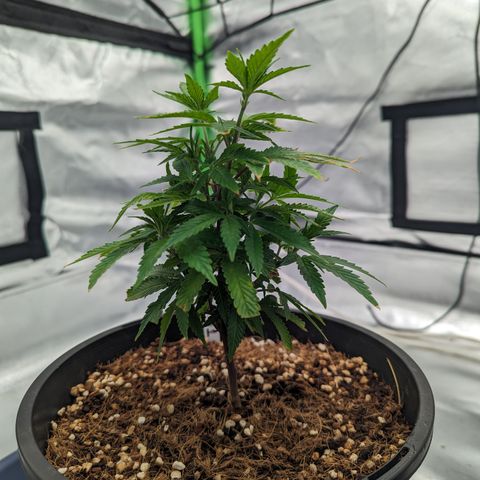 Trainwreck #1 growlog timeline photo