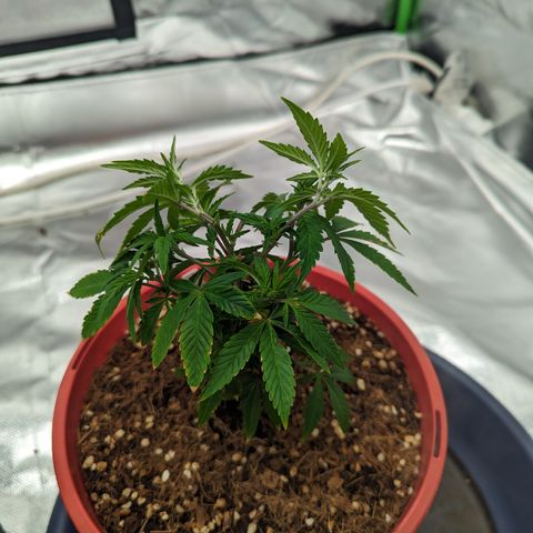Trainwreck #2 growlog photo: Broke top node trying to lst 