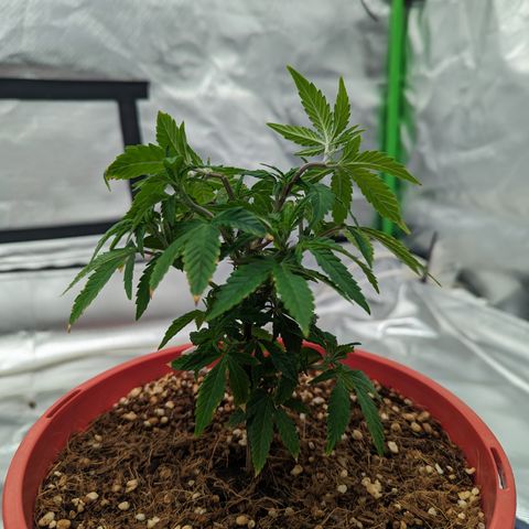 Trainwreck #2 growlog photo: Broke top node trying to lst 