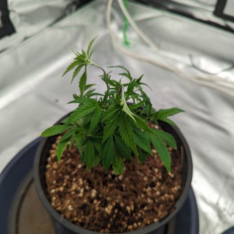 Trainwreck #1 growlog timeline photo