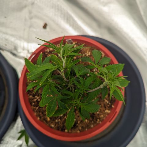 Trainwreck #2 growlog photo: Broke top node trying to lst 
