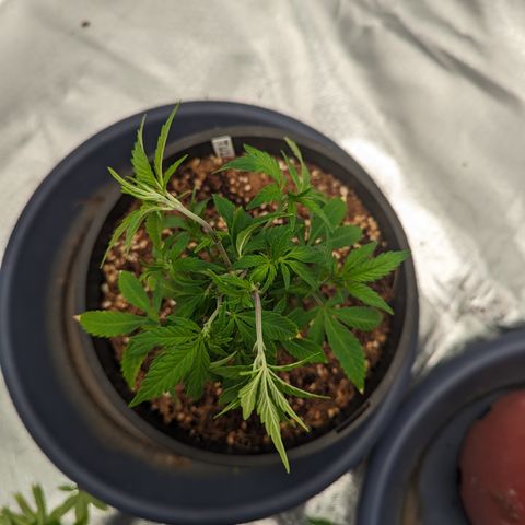 Trainwreck #1 growlog timeline photo