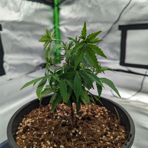 Trainwreck #1 growlog timeline photo