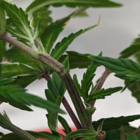 Trainwreck #2 growlog photo: Broke top node trying to lst 