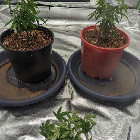 Trainwreck #2 growlog timeline photo