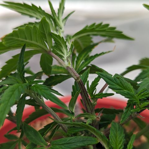 Trainwreck #2 growlog photo: Broke top node trying to lst 