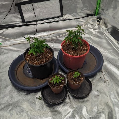 Green Crack #2 growlog timeline photo