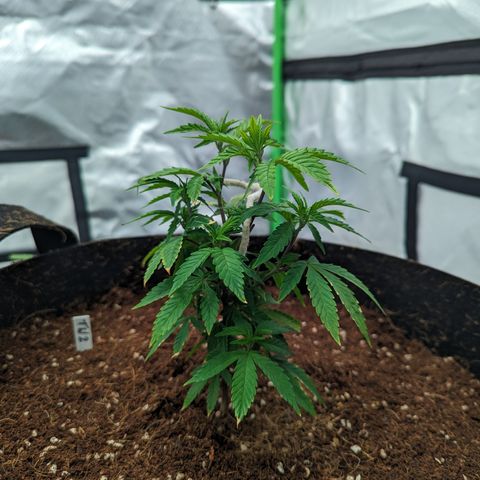 Trainwreck #2 growlog timeline photo