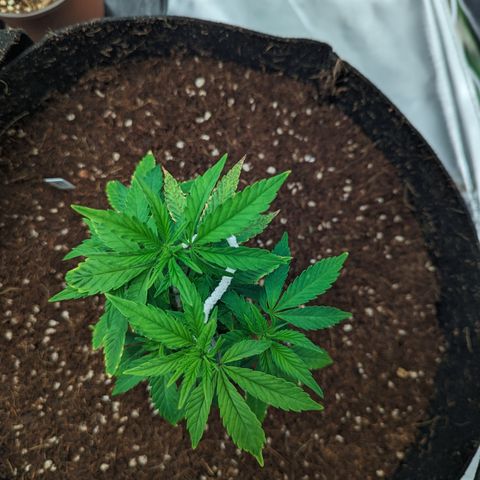 Trainwreck #2 growlog timeline photo