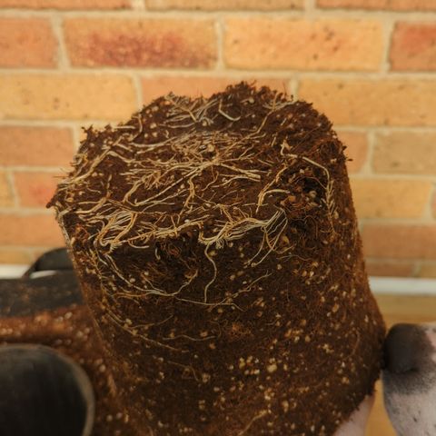 Trainwreck #1 growlog timeline photo