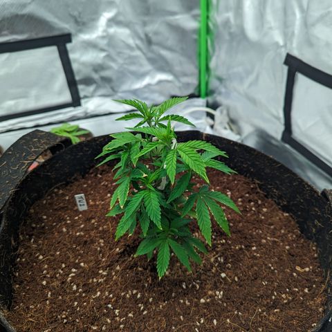 Trainwreck #2 growlog timeline photo