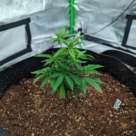 Trainwreck #1 growlog timeline photo