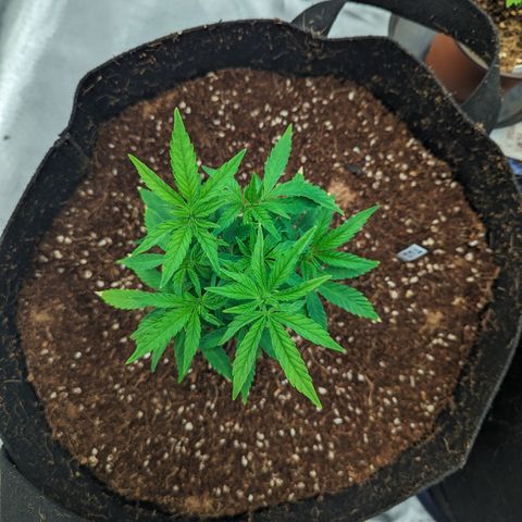 Trainwreck #1 growlog timeline photo